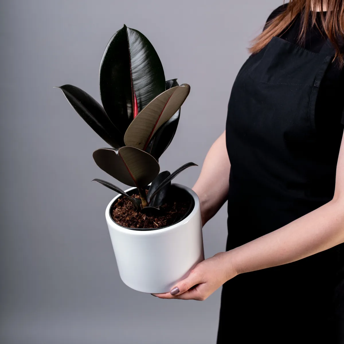 Фикус Эластика Абиджан