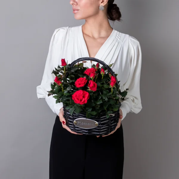 Роза Кордана Мерседес в Черной корзине_2
