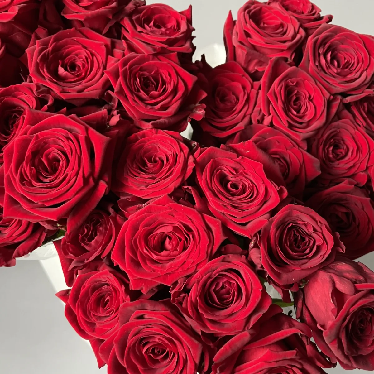 Роза "Ред Наоми"