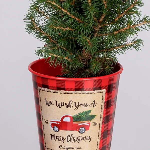 Ель Коника в цинке с елочками PTK24374_3