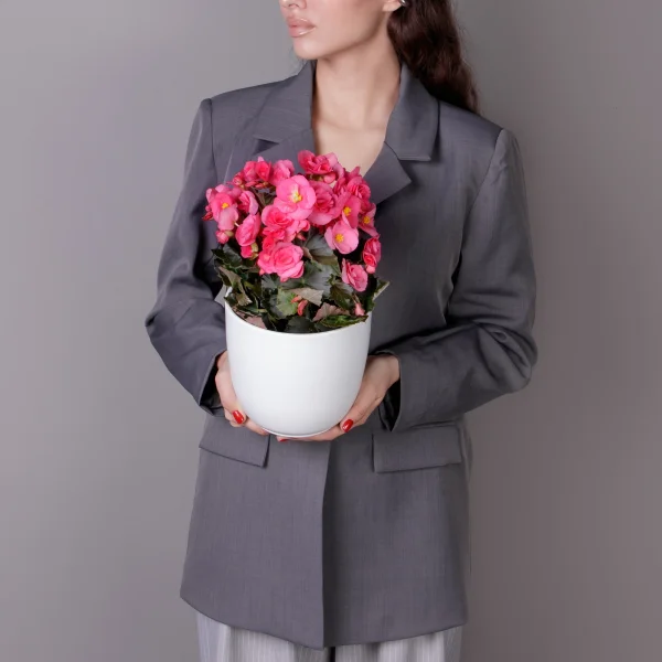 Бегония элатиор Адония (Розовая)_2