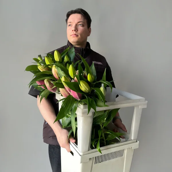 Лилия "Ор Роузлили Анушка"_2