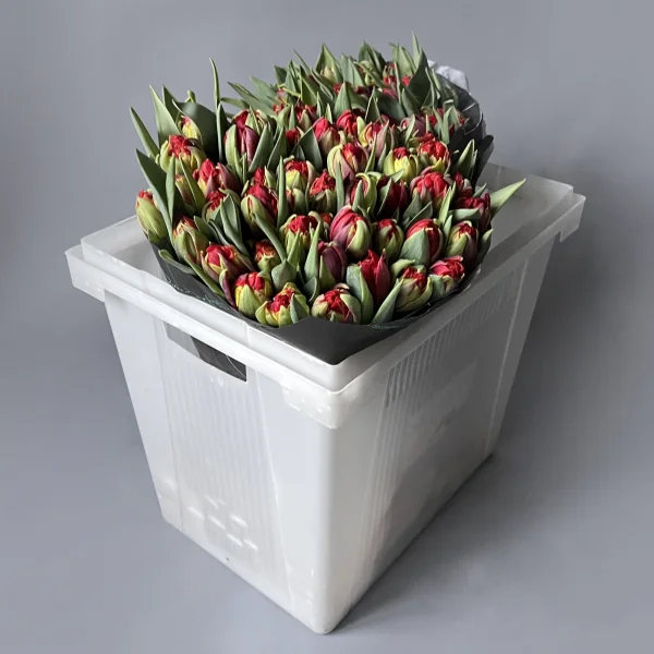 Тюльпан "Ду Ред Принцесс"