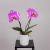 Фаленопсис Сингело Викторио розовый 2 ст_1
