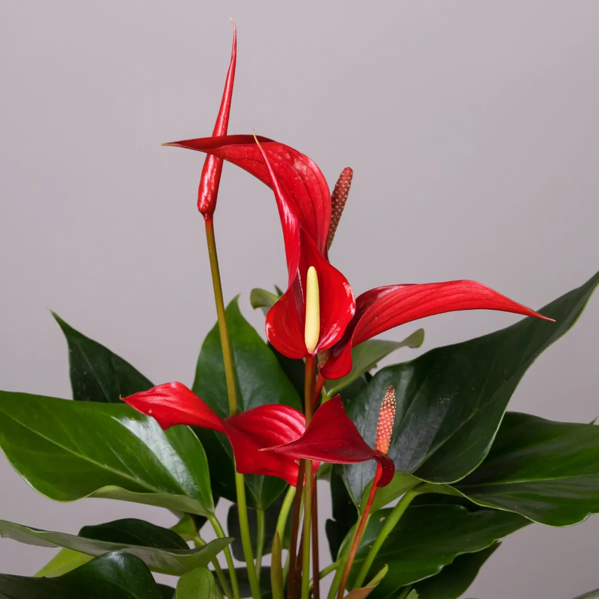 Антуриум андрианум Многоцветковый Ройя_2