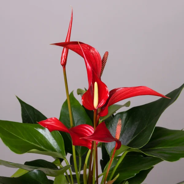 Антуриум андрианум Многоцветковый Ройя_2