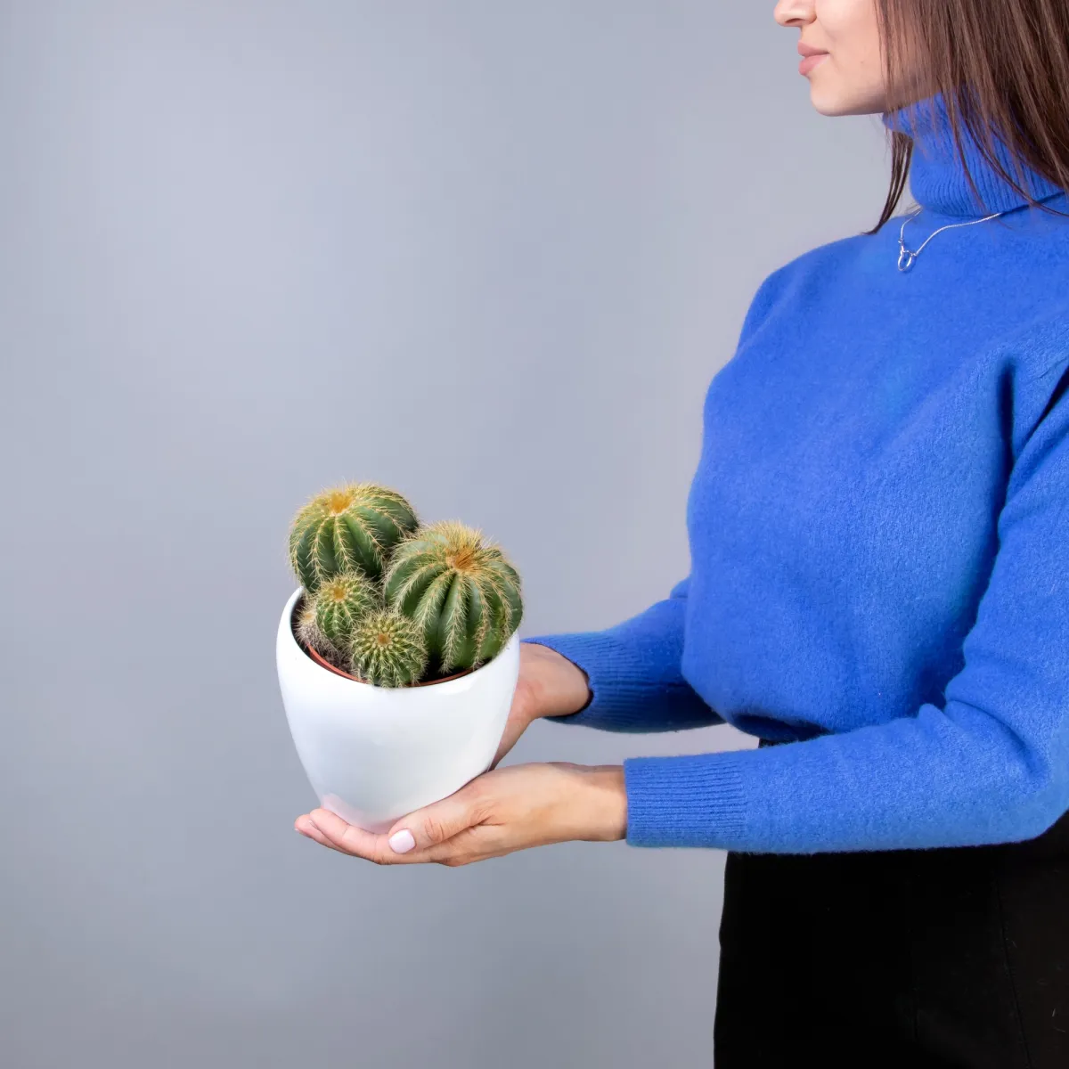 Эриокактус Вараси