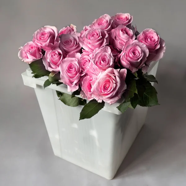 Роза "Ривайвл"1