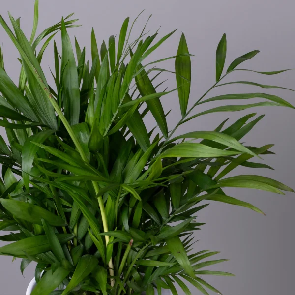 Хамедорея К_3