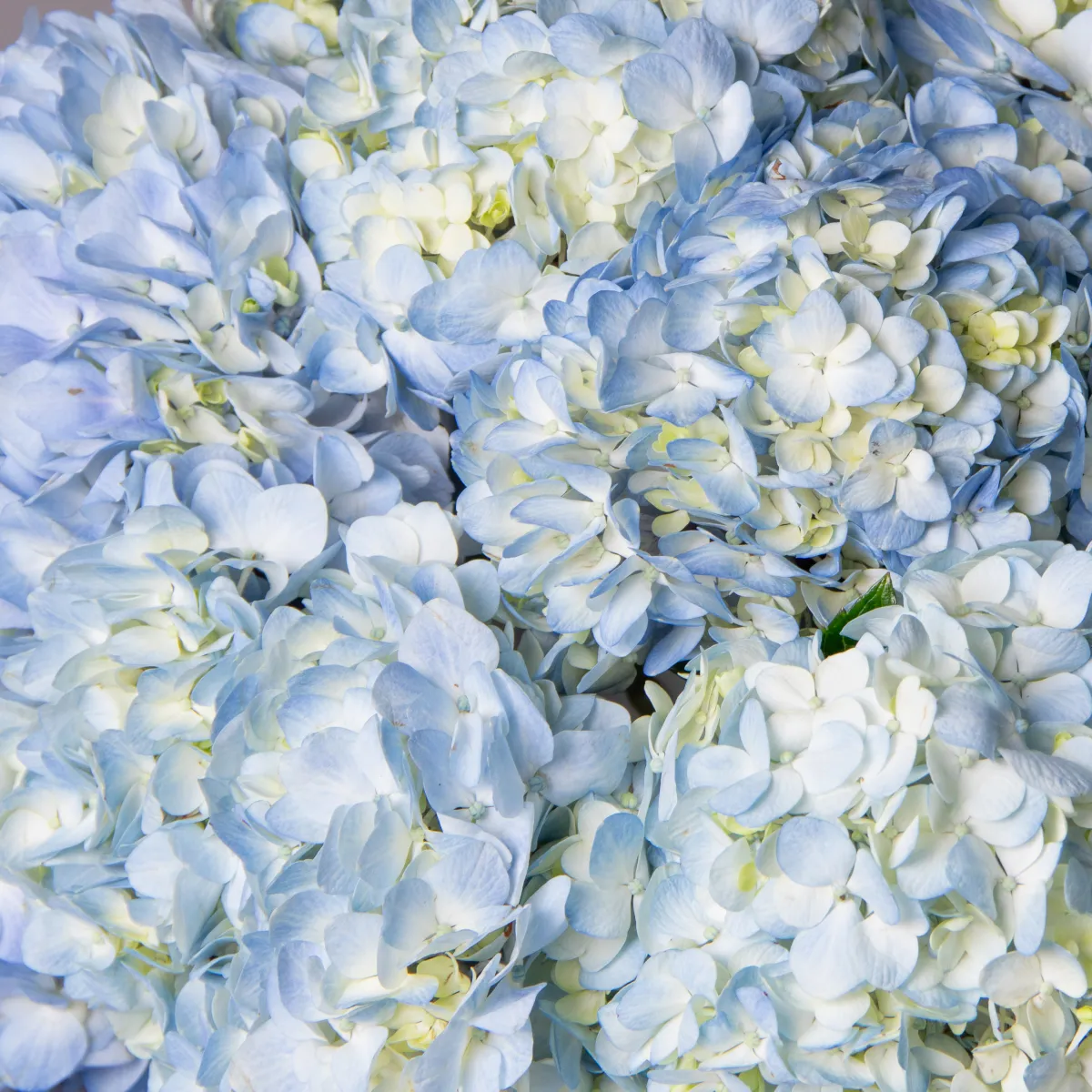 Букет Гидрангия "Премиум Блю"_4