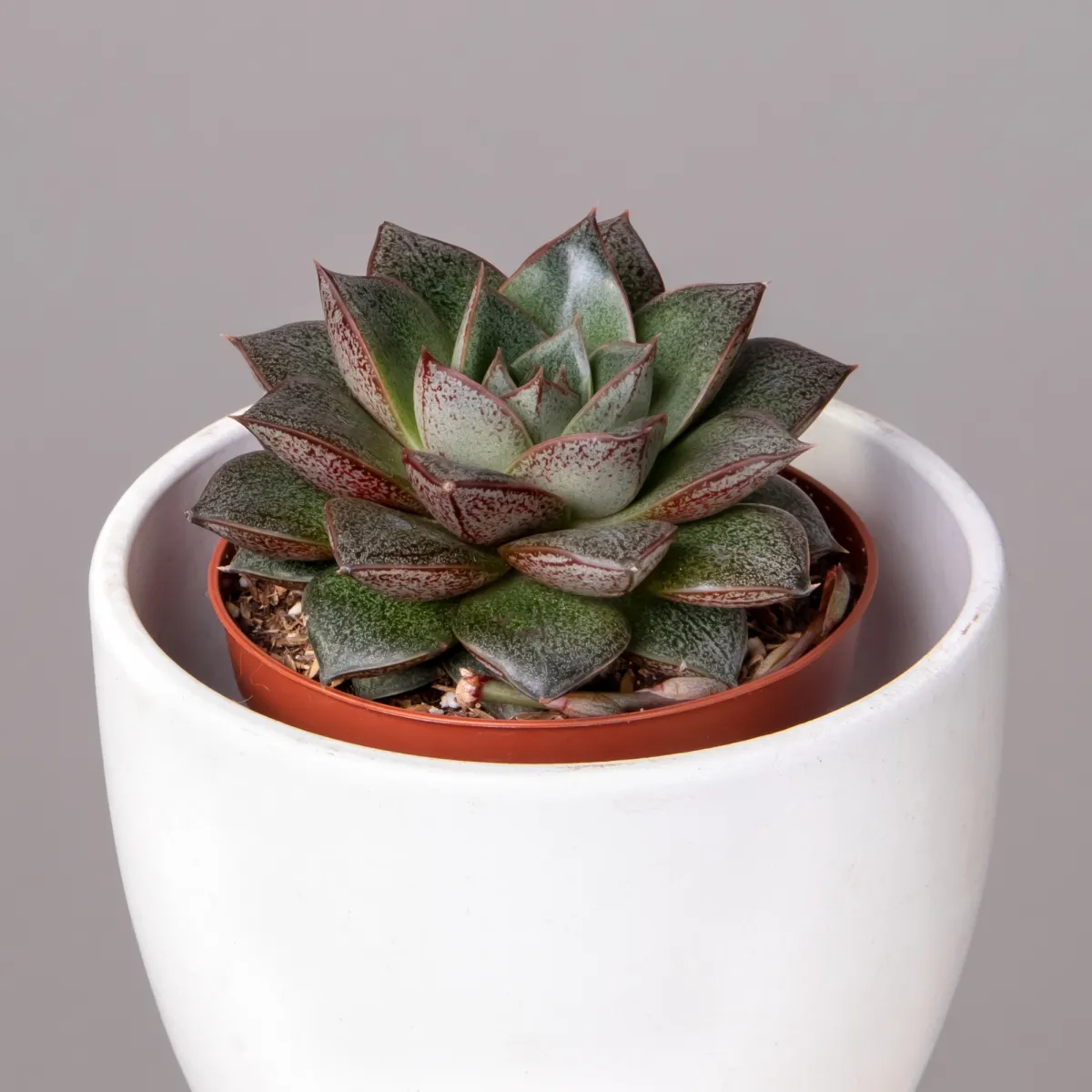 Эхеверия Мексико_3