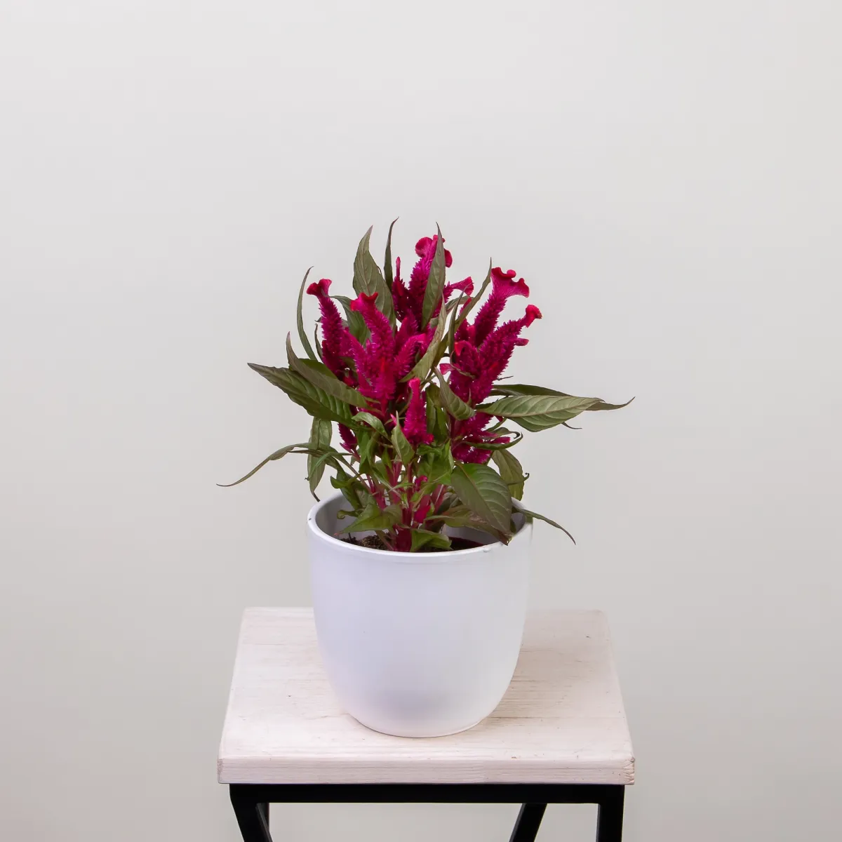 Целозия Хот Топик Пинк лабель1