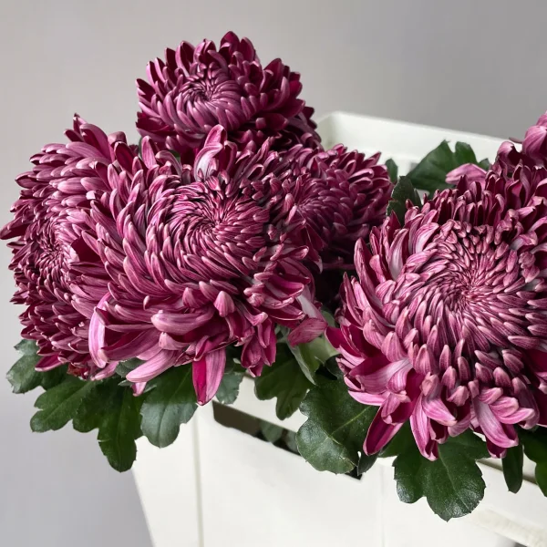 Хризантема одноголовая "Бигоди Пепл"_3