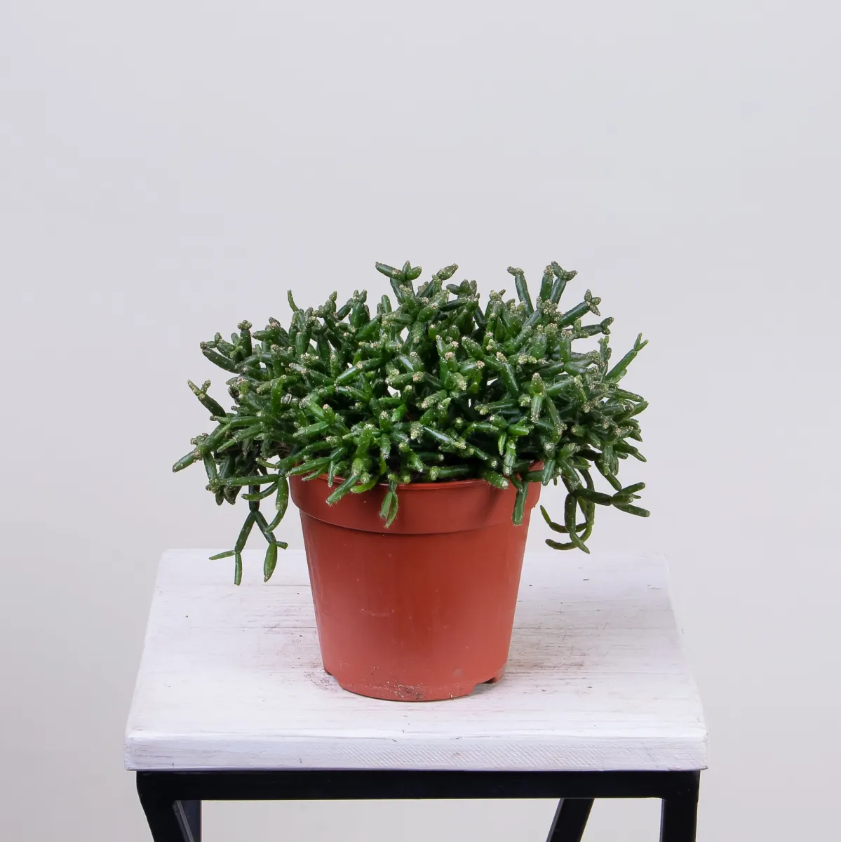 Рипсалис Клавата4