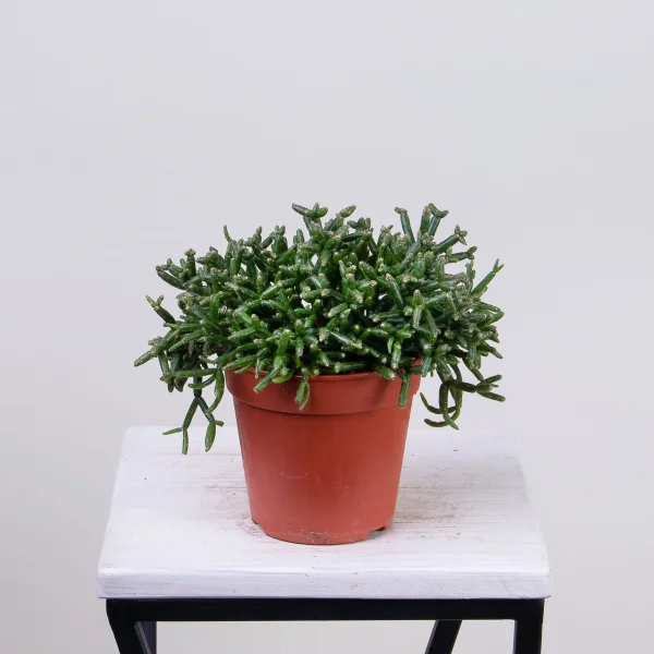 Рипсалис Клавата4