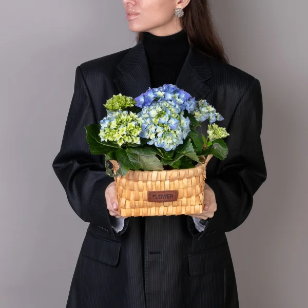 Гидрангия кустовая Синяя  в Натуральной Корзине_2