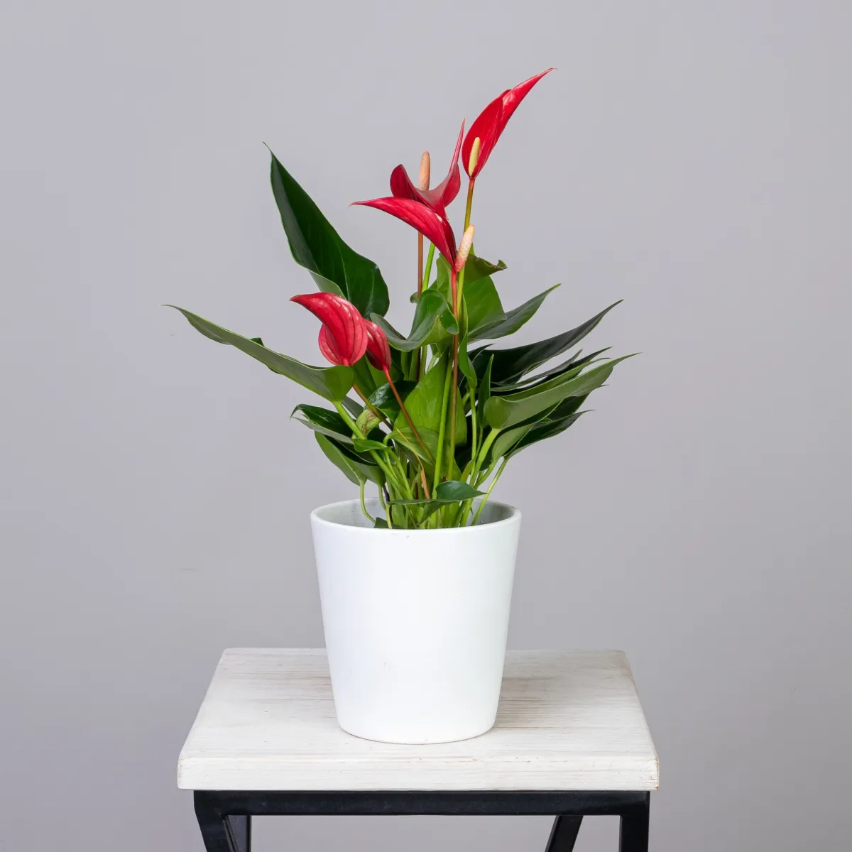 Антуриум андрианум Лилли красный_1