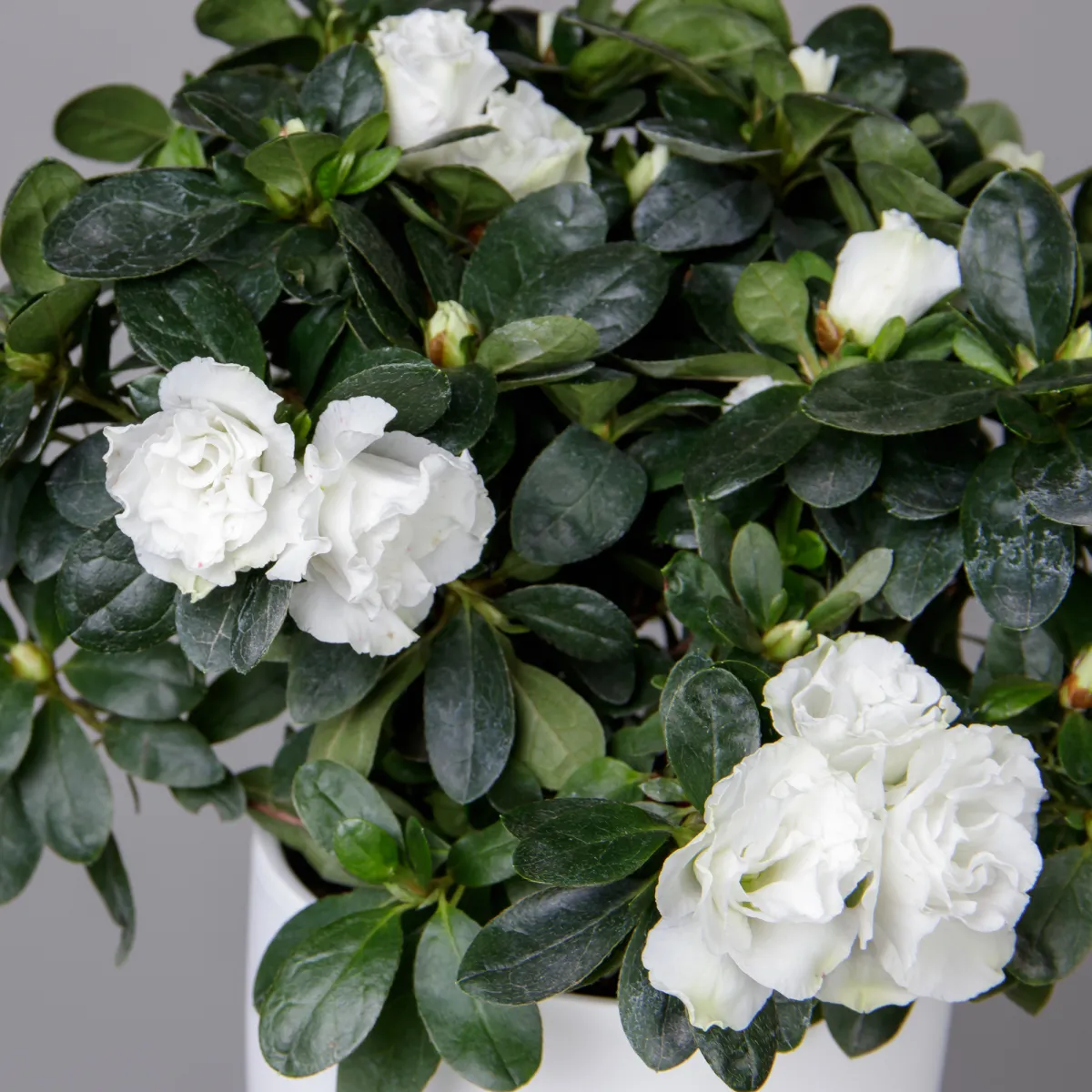 Азалия Фландрес Белая_3