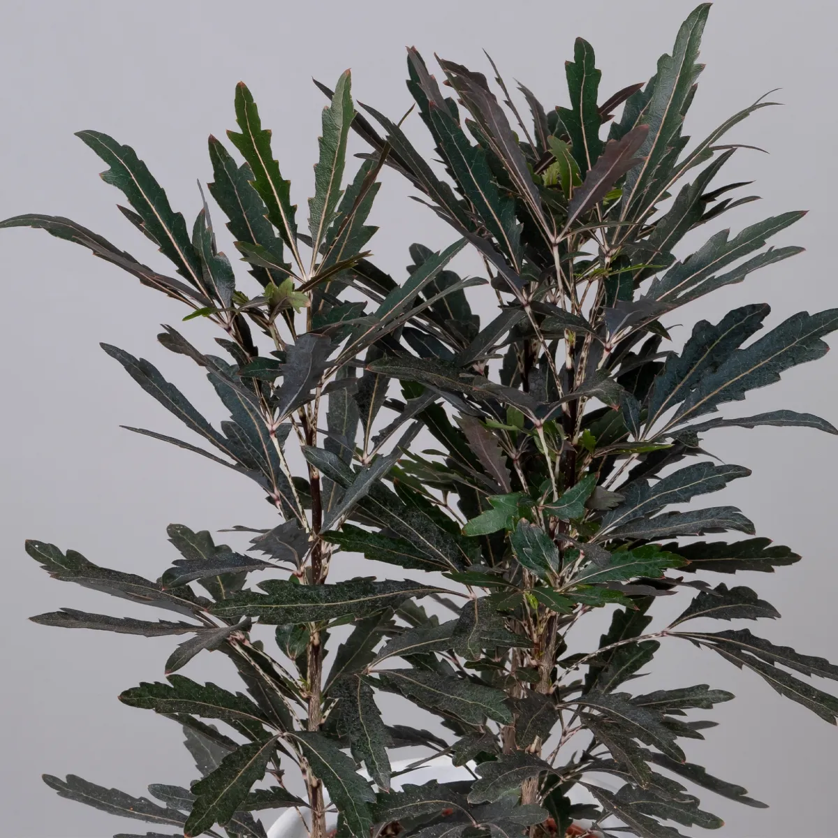 Дизиготека Кастор_3