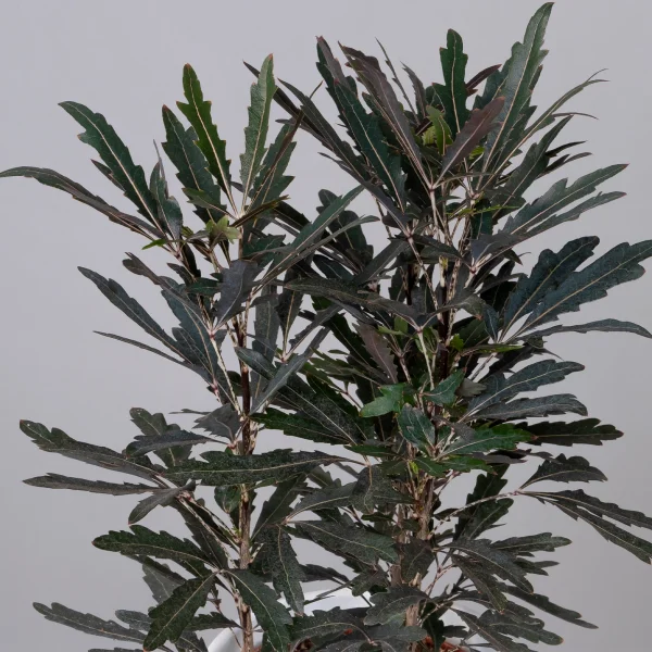 Дизиготека Кастор_3