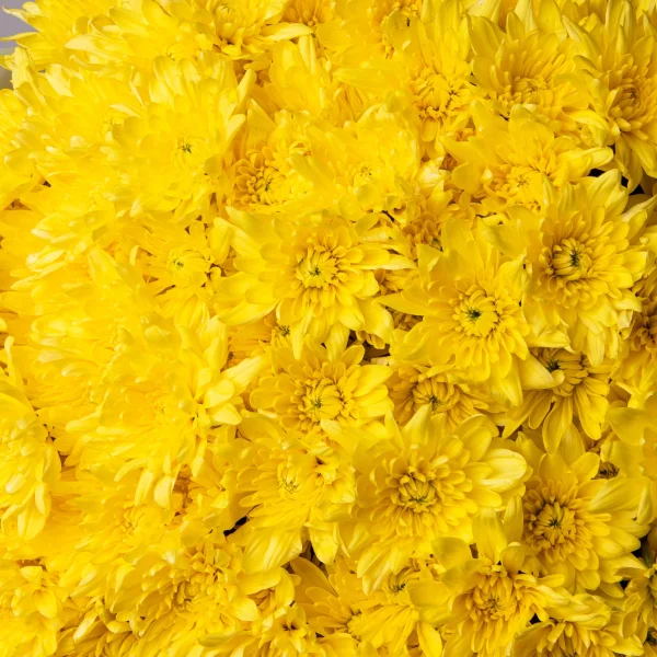 Букет Хризантема кустовая "Пино Колада Йеллоу"_4