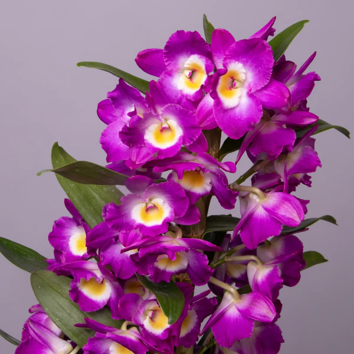 Дендробиум Нобиле Лиловый 1ст