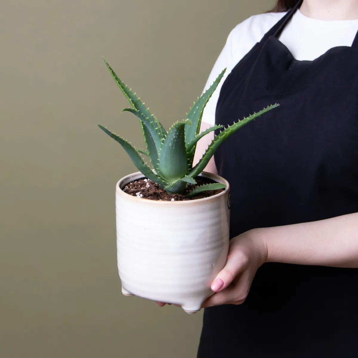 Алоэ в керамике