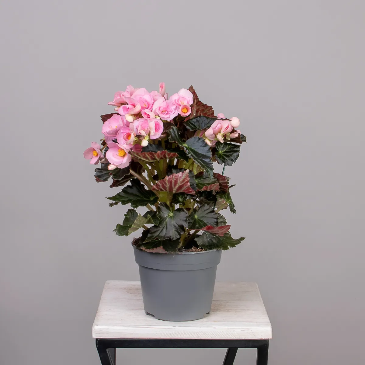 Бегония Премиум Бориас Розовый_4