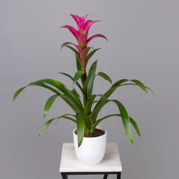 Гузмания Фрея_1