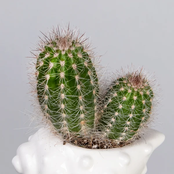 Ракушка с кактусами миди РРр_3