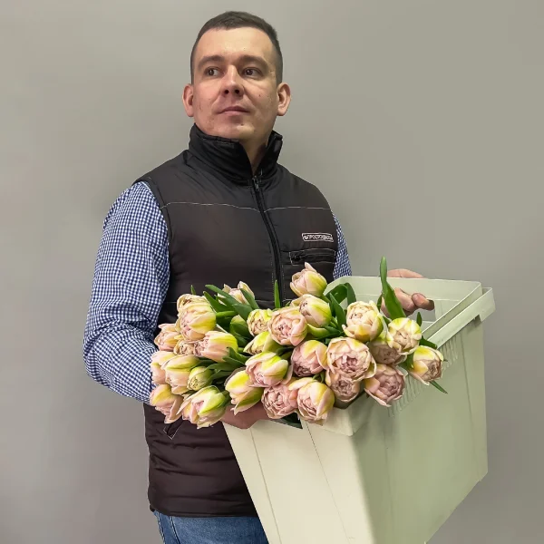 Тюльпан "Пинк Мистери"_2