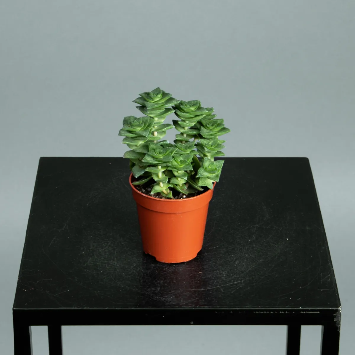 Суккулент Мини Микс в крафте