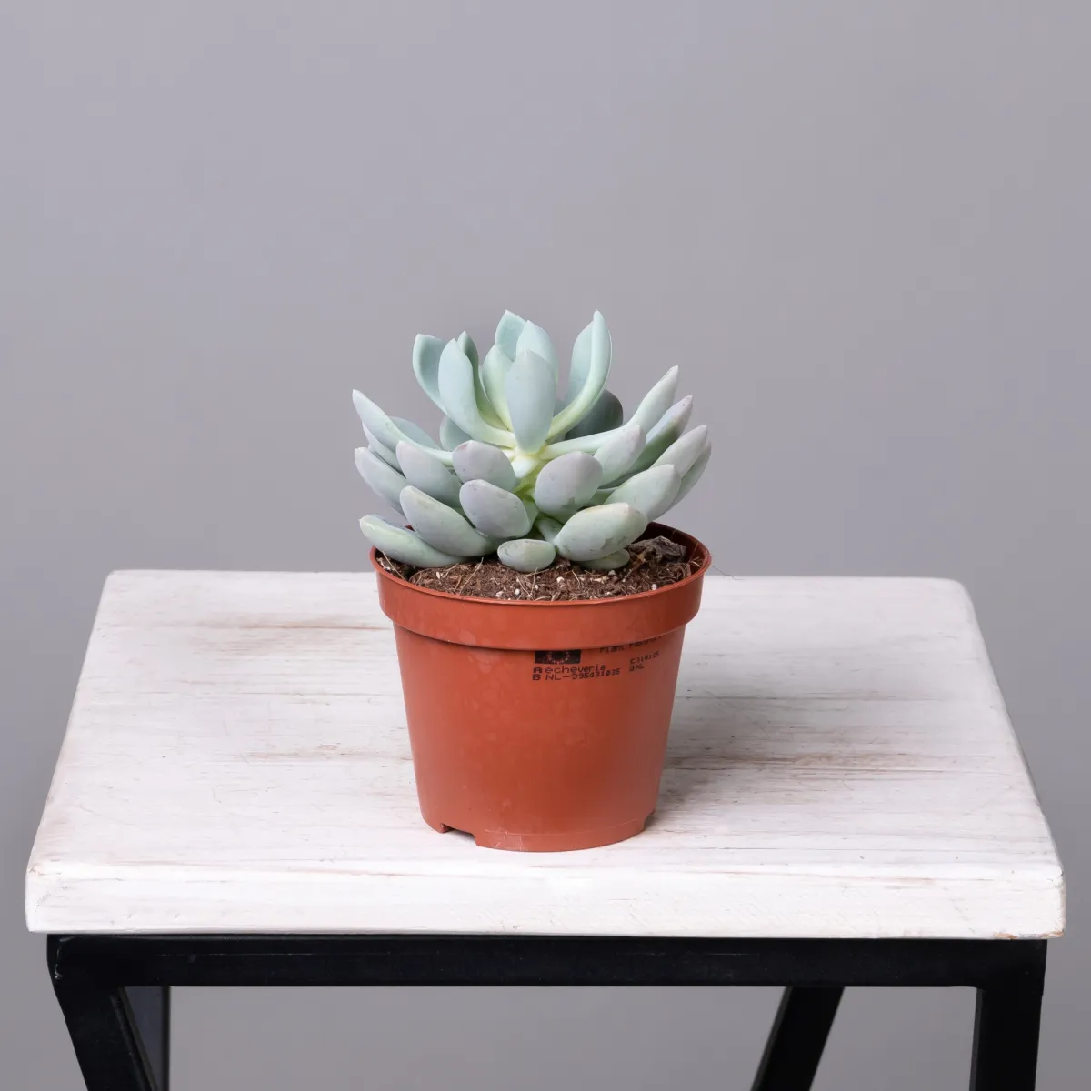 Эхеверия Элеганс_4