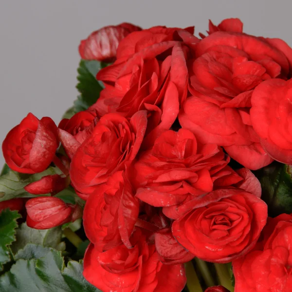 Бегония элатиор Баладин (Красная)_3