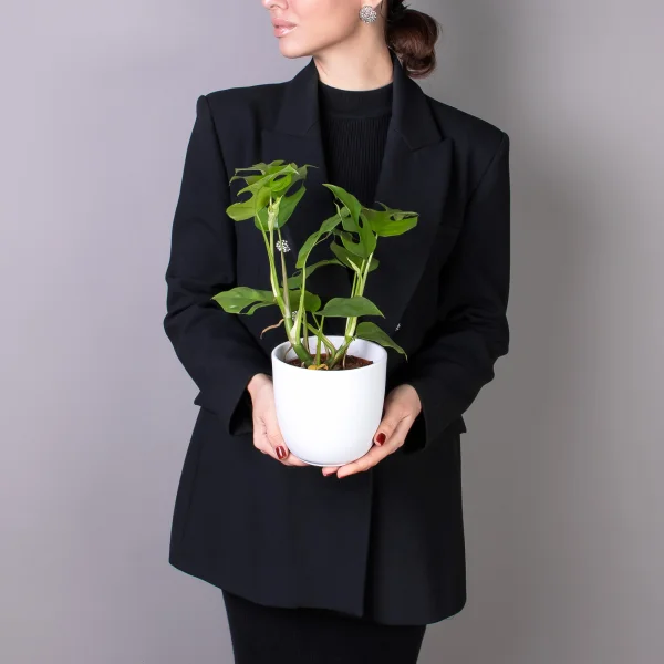 Монстера Минима_2