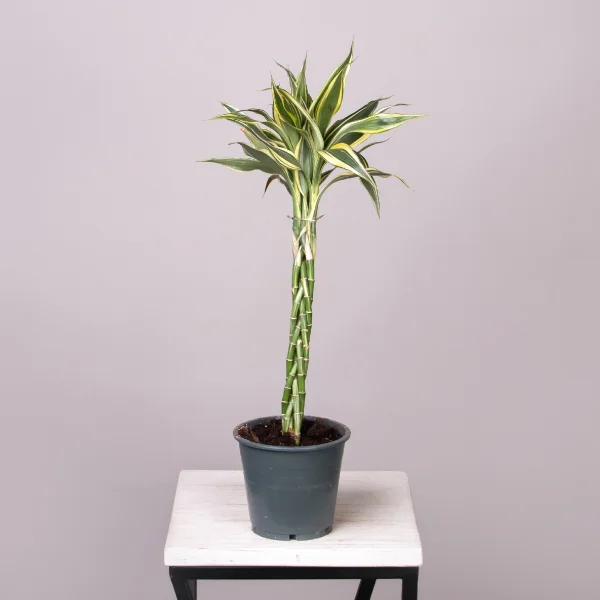 Драцена сандериана Микс переплетенная_3