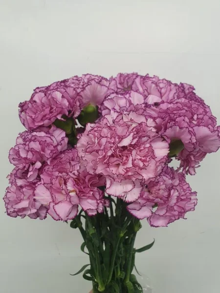 Гвоздика "Богема"