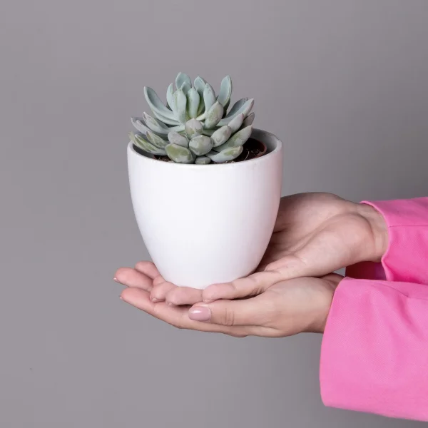 Эхеверия Элеганс_2