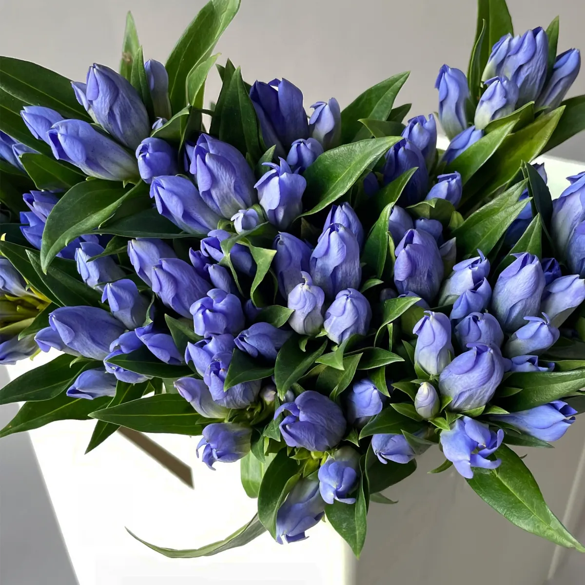 Гентиана "Синяя"_3