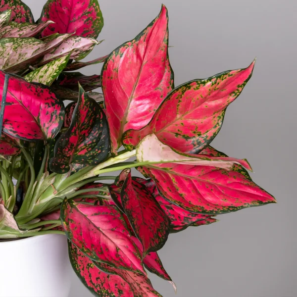 Аглаонема Фулл Ред К_3