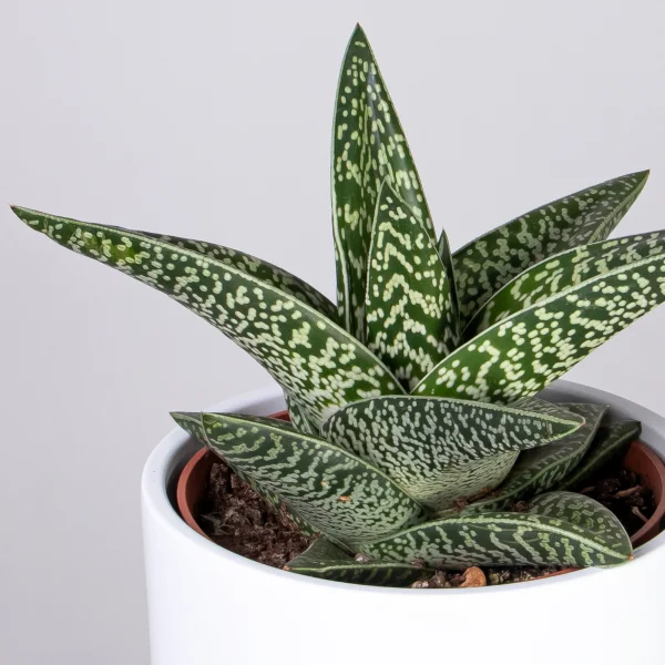 Гастералоэ Авео_3