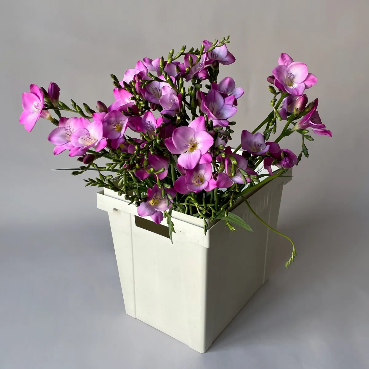 Фрезия "Эн Ван Пинк"_1