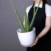 Алоэ Вера