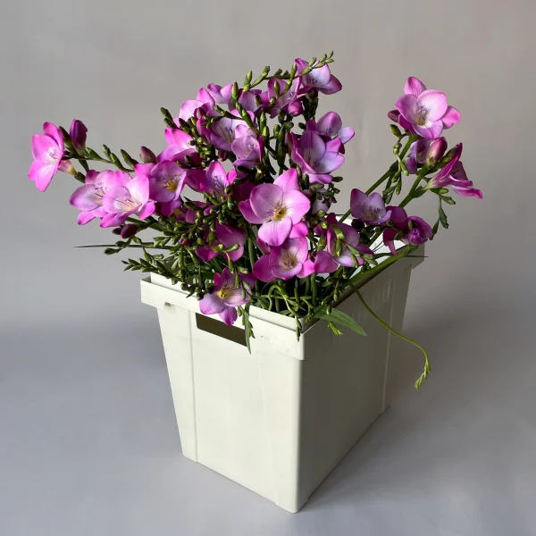 Фрезия "Эн Ван Пинк"_1