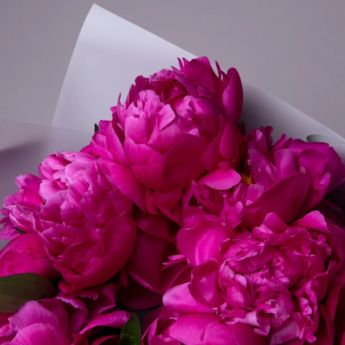 Букет Пион "Ред Бернард"