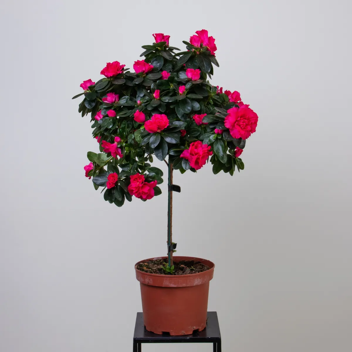 Азалия Штамбовая Микс 4