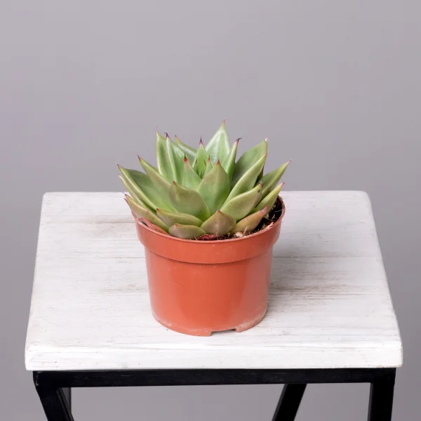 Эхеверия Эбони4