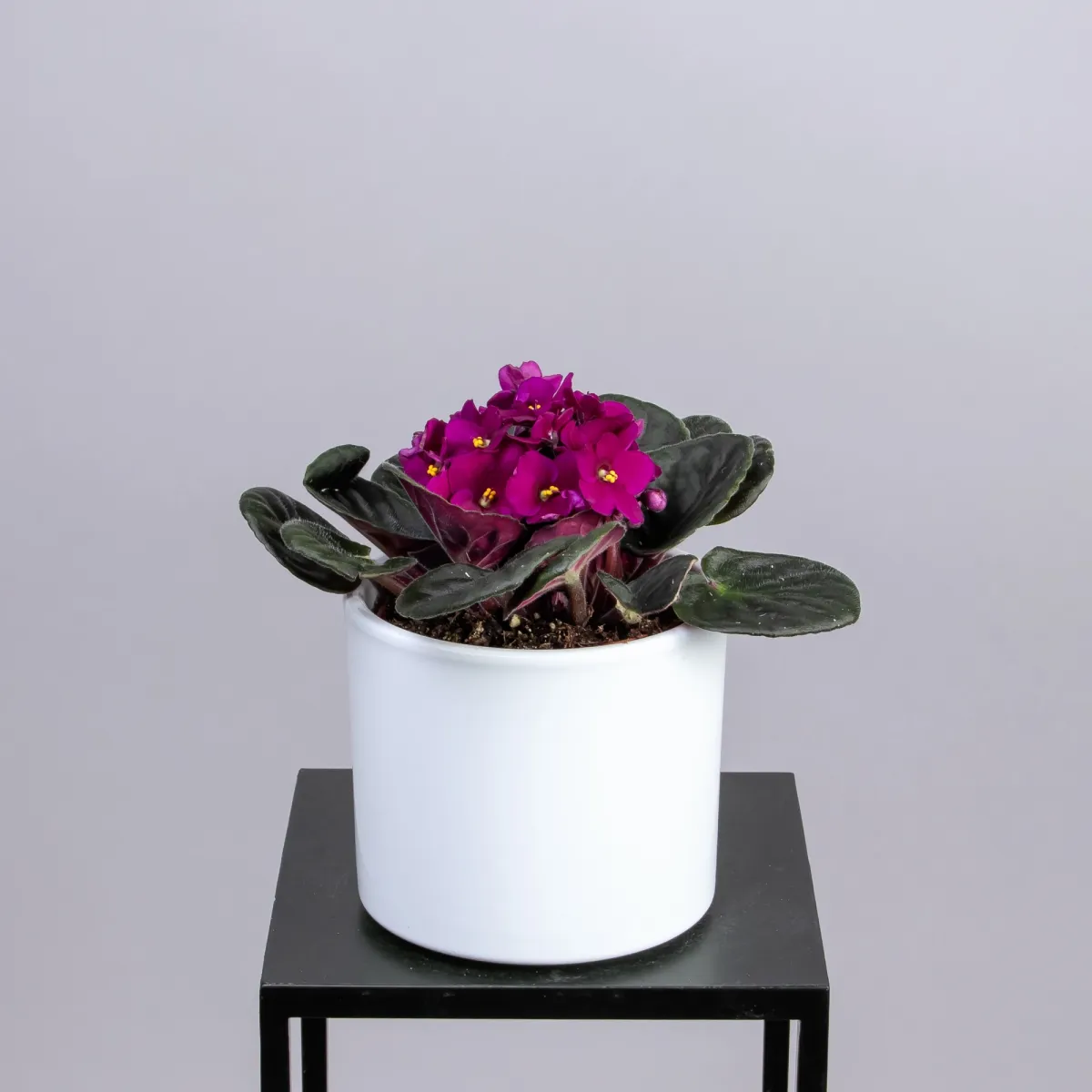 Фиалка Малиновая 1