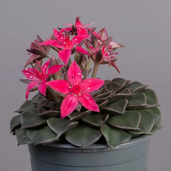 Граптопеталум Цветущий