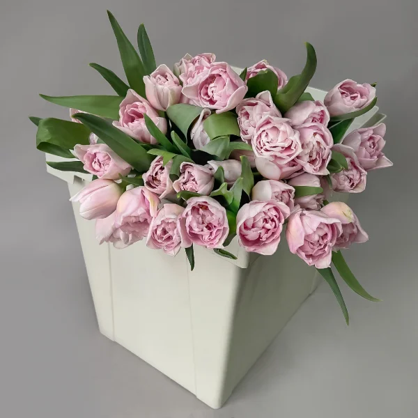 Тюльпан "Ду Мираж"_1